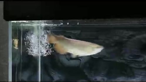 龍魚不愛吃食怎么辦：關于金龍魚的捕食習性