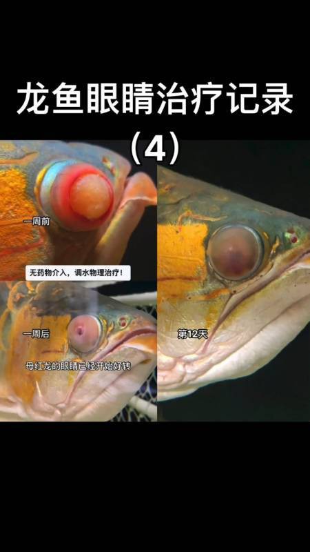 我想看龍魚的圖片和視頻