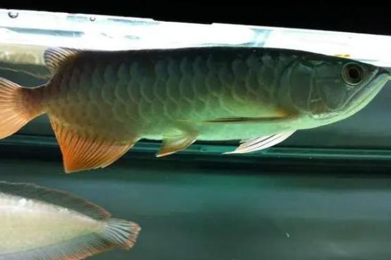 我想看龍魚的圖片和視頻