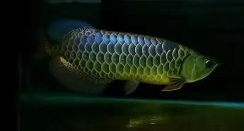 怎么調(diào)整龍魚的食欲和情緒:如何調(diào)整龍魚的食欲和保持良好的情緒狀態(tài) 龍魚百科 第2張 怎么調(diào)整龍魚的食欲和情緒:如何調(diào)整龍魚的食欲和保持良好的情緒狀態(tài) 怎么調(diào)整龍魚的食欲和情緒:如何調(diào)整龍魚的食欲和保持良好的情緒狀態(tài) 龍魚百科 第2張