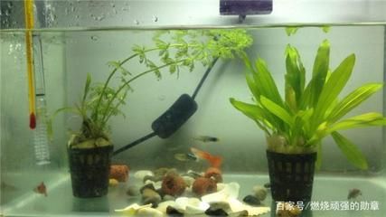 風水學與魚缸布置在中國傳統文化中，鳳尾魚飼養指南：鳳尾魚怎么養？ 風水學與魚缸布置在中國傳統文化中，鳳尾魚飼養指南：鳳尾魚怎么養？ 魚缸百科 第2張