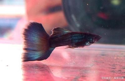風水學與魚缸布置在中國傳統文化中,鳳尾魚飼養指南:鳳尾魚怎么養? 魚缸百科 第1張 風水學與魚缸布置在中國傳統文化中,鳳尾魚飼養指南:鳳尾魚怎么養? 風水學與魚缸布置在中國傳統文化中,鳳尾魚飼養指南:鳳尾魚怎么養? 魚缸百科 第1張