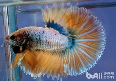 風水學與魚缸布置在中國傳統文化中,鳳尾魚飼養指南:鳳尾魚怎么養? 魚缸百科 第3張 風水學與魚缸布置在中國傳統文化中,鳳尾魚飼養指南:鳳尾魚怎么養? 風水學與魚缸布置在中國傳統文化中,鳳尾魚飼養指南:鳳尾魚怎么養? 魚缸百科 第3張