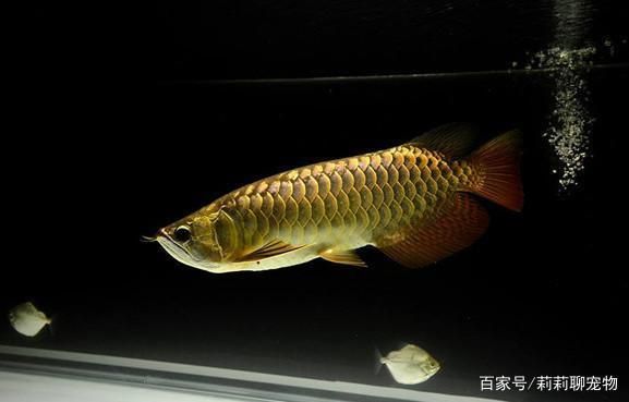 龍魚的生活環境：龍魚生活環境要求較高，飼養者需要根據這些特點來創造合適的環境