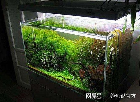 蝴蝶魚觀賞魚怎么養活（蝴蝶魚的飼養技術）