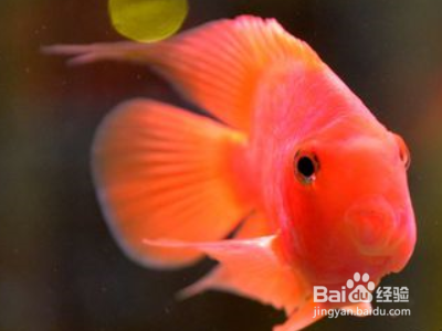 虎魚吃得多嗎：虎魚的食量因種類和個體大小而異，虎魚吃得多嗎， 虎魚吃得多嗎：虎魚的食量因種類和個體大小而異，虎魚吃得多嗎， 虎魚百科 第2張