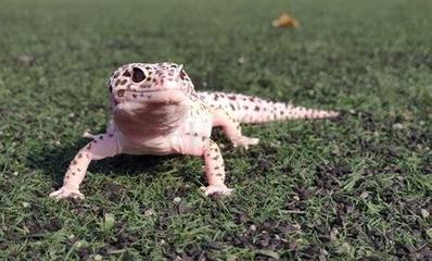 龍魚每天喂養一次可以嗎？vs祥龍魚場：龍魚喂養建議每天一次嗎