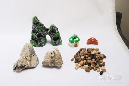 龍魚每天喂養一次可以嗎？vs祥龍魚場：龍魚喂養建議每天一次嗎