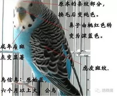 觀賞魚醫(yī)生（ 觀賞魚常見病及治療方法）