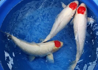 水族館水族館游戲里面的魚(yú)（水族館水族館游戲中魚(yú)類的多樣性及其對(duì)環(huán)境的影響）