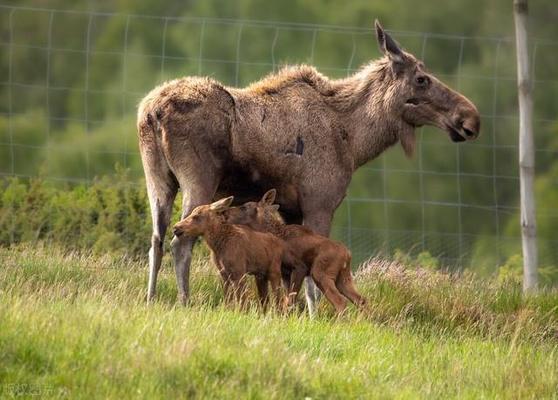 龍魚的最佳喂食時間是多少天vs祥龍魚場：龍魚的最佳喂食時間是多少天