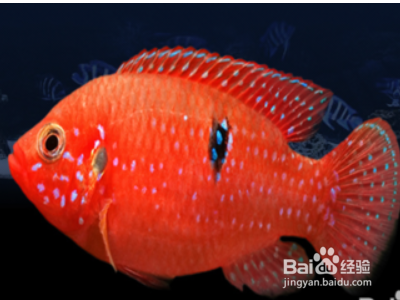 三亞可麗愛魚缸專賣店在哪里：三亞可麗愛魚缸專賣店，打造夢幻水族世界的首選之地