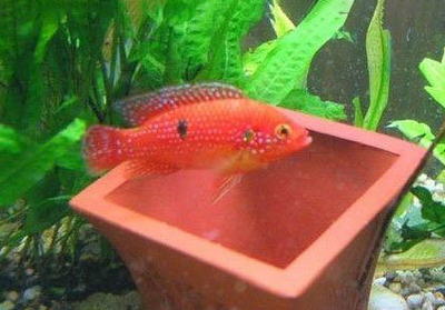 張家界水族批發市場地址電話是多少號 張家界魚具店 張家界水族批發市場地址電話是多少號 張家界魚具店 則道紅龍 第1張
