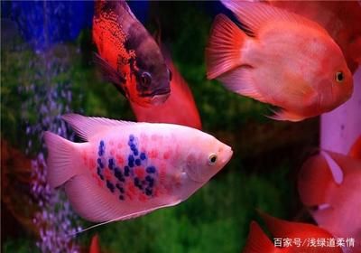 可以和金龍魚一起混養的：可以和金龍魚一起混養的魚類