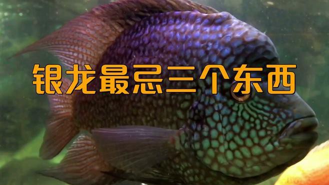 1.2米魚缸養(yǎng)幾條銀龍魚好