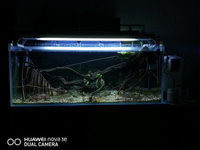 模仿亞馬遜河流域水域景觀的魚缸造景風(fēng)格南美缸的步驟和注意事項：南美缸的生態(tài)構(gòu)建