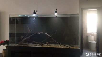 模仿亞馬遜河流域水域景觀的魚缸造景風(fēng)格南美缸的步驟和注意事項：南美缸的生態(tài)構(gòu)建