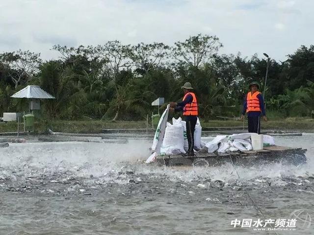 魚缸畫圖怎么畫的 魚缸畫圖片大全集 魚缸畫圖怎么畫的 魚缸畫圖片大全集 天王紅龍 第1張