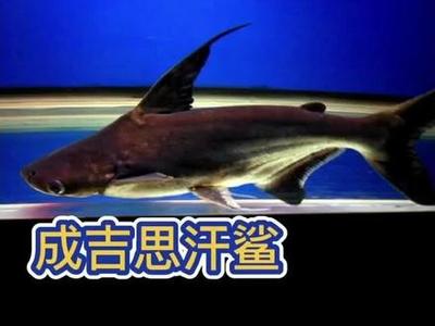 魚缸一體過(guò)濾器怎么安裝（ 魚缸一體過(guò)濾器如何安裝）
