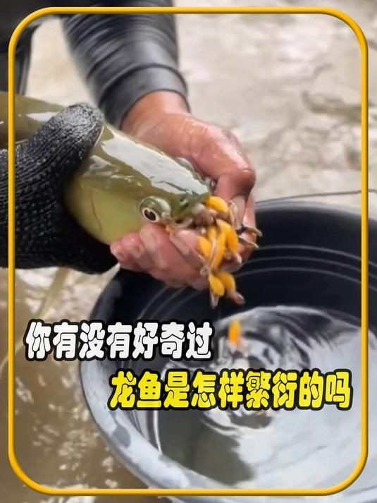 有沒有龍魚繁殖過程的視頻？，魚軒解壓金龍魚繁殖揭秘:從產卵到孵化背后的秘密半勺泡泡糖