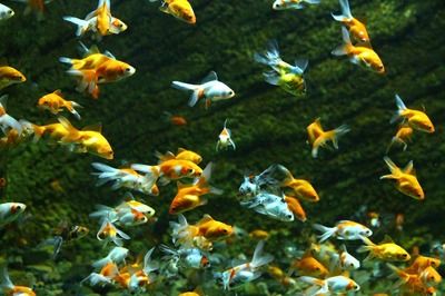 紅龍魚長太慢怎么回事【如何促進紅龍魚生長速度】