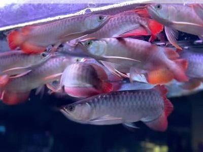 紅龍魚長太慢怎么回事【如何促進紅龍魚生長速度】