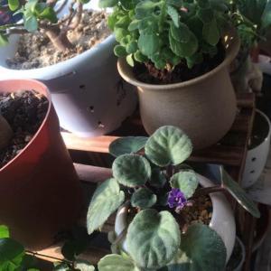 原生魚缸多久換水合適( 原生缸要換水嗎) 印尼大湖漁場產業聯盟 第1張 原生魚缸多久換水合適( 原生缸要換水嗎) 原生魚缸多久換水合適( 原生缸要換水嗎) 印尼大湖漁場產業聯盟 第1張