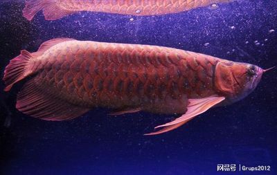 能把金龍魚養2年嗎（金龍魚的養殖周期和成長情況）