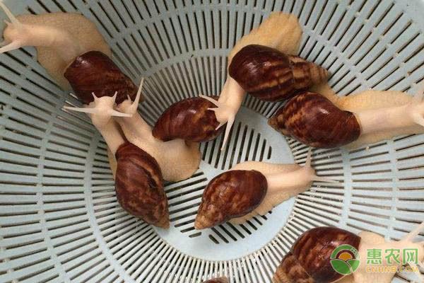 龍魚能不能吃蝸牛：龍魚可以吃蝸牛嗎