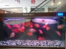 花鳥市場的魚缸養護與水質管理養護技巧花鳥市場的養護技巧：如何在花鳥市場選擇合適的魚缸