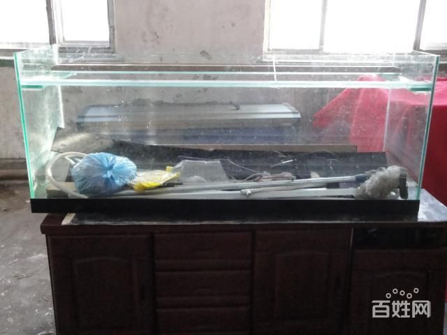花鳥市場的魚缸養護與水質管理養護技巧花鳥市場的養護技巧：如何在花鳥市場選擇合適的魚缸