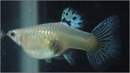 金三間魚繁殖水質控制技巧，金三間魚的繁殖水質控制技巧