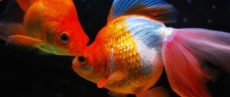金三間魚繁殖水質控制技巧，金三間魚的繁殖水質控制技巧