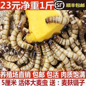 龍魚可以吃蜂蛹嗎：龍魚可以吃蜂蛹嗎專家對龍魚飲食的建議和建議