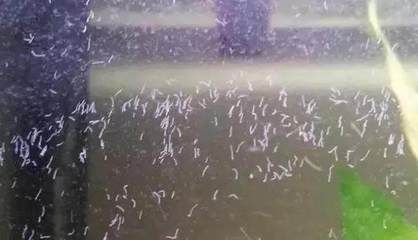 龍魚缸壁上有小白蟲子：龍魚缸壁上的小白蟲子可能是蛋白蟲，對魚的影響有限 龍魚缸壁上有小白蟲子：龍魚缸壁上的小白蟲子可能是蛋白蟲，對魚的影響有限 龍魚百科 第2張