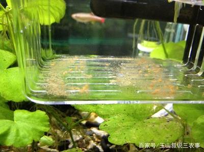 銅器可以放魚缸里嗎有講究嗎圖片 銅擺件能放魚缸嗎 銅器可以放魚缸里嗎有講究嗎圖片 銅擺件能放魚缸嗎 特里斯紅外線 第2張