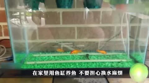 好魚缸不用換水嗎怎么養(yǎng)(好魚缸不用換水嗎怎么養(yǎng)好魚缸而不頻繁換水) 魚缸百科 第3張 好魚缸不用換水嗎怎么養(yǎng)(好魚缸不用換水嗎怎么養(yǎng)好魚缸而不頻繁換水) 好魚缸不用換水嗎怎么養(yǎng)(好魚缸不用換水嗎怎么養(yǎng)好魚缸而不頻繁換水) 魚缸百科 第3張