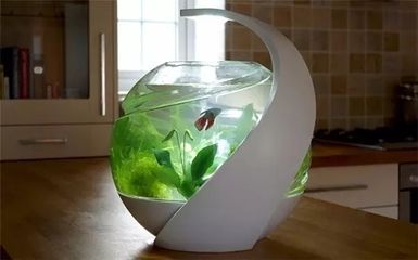 好魚缸不用換水嗎怎么養(yǎng)(好魚缸不用換水嗎怎么養(yǎng)好魚缸而不頻繁換水) 魚缸百科 第2張 好魚缸不用換水嗎怎么養(yǎng)(好魚缸不用換水嗎怎么養(yǎng)好魚缸而不頻繁換水) 好魚缸不用換水嗎怎么養(yǎng)(好魚缸不用換水嗎怎么養(yǎng)好魚缸而不頻繁換水) 魚缸百科 第2張