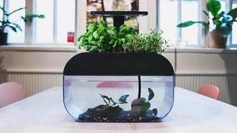 好魚缸不用換水嗎怎么養(yǎng)(好魚缸不用換水嗎怎么養(yǎng)好魚缸而不頻繁換水) 魚缸百科 第4張 好魚缸不用換水嗎怎么養(yǎng)(好魚缸不用換水嗎怎么養(yǎng)好魚缸而不頻繁換水) 好魚缸不用換水嗎怎么養(yǎng)(好魚缸不用換水嗎怎么養(yǎng)好魚缸而不頻繁換水) 魚缸百科 第4張