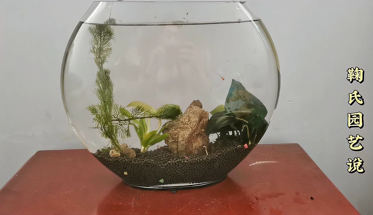 好魚缸不用換水嗎怎么養(yǎng)(好魚缸不用換水嗎怎么養(yǎng)好魚缸而不頻繁換水) 魚缸百科 第1張 好魚缸不用換水嗎怎么養(yǎng)(好魚缸不用換水嗎怎么養(yǎng)好魚缸而不頻繁換水) 好魚缸不用換水嗎怎么養(yǎng)(好魚缸不用換水嗎怎么養(yǎng)好魚缸而不頻繁換水) 魚缸百科 第1張