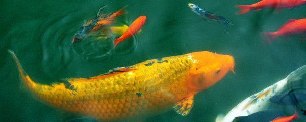 好魚缸不用換水嗎怎么養(yǎng)(好魚缸不用換水嗎怎么養(yǎng)好魚缸而不頻繁換水) 魚缸百科 第5張 好魚缸不用換水嗎怎么養(yǎng)(好魚缸不用換水嗎怎么養(yǎng)好魚缸而不頻繁換水) 好魚缸不用換水嗎怎么養(yǎng)(好魚缸不用換水嗎怎么養(yǎng)好魚缸而不頻繁換水) 魚缸百科 第5張