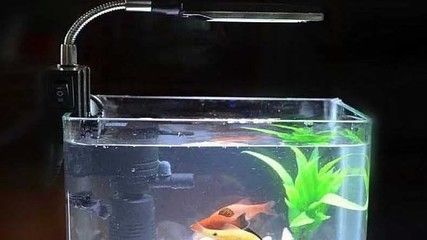 魚缸水質檢測頻率：關于魚缸水質檢測的頻率問題