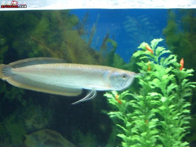 銀龍魚母的圖片