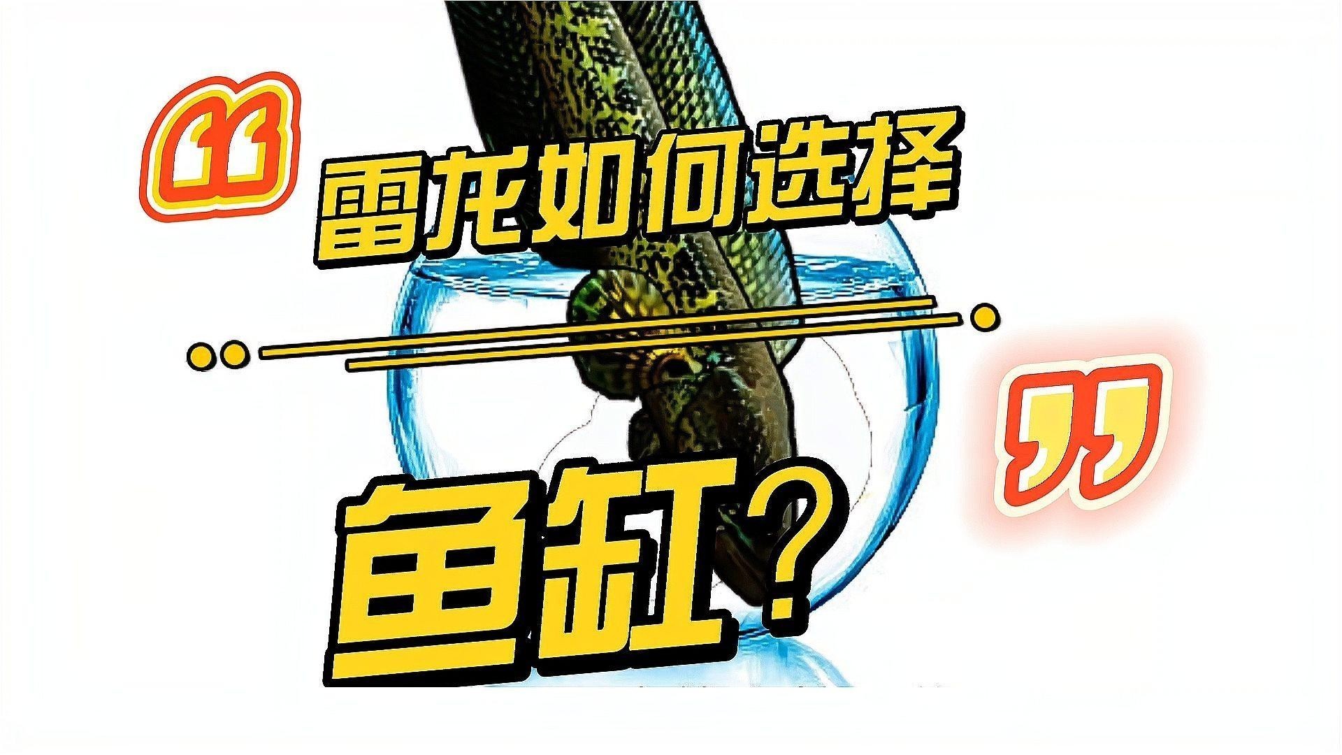 雷龍魚用什么魚缸最好 雷龍魚用什么魚缸最好 龍魚百科 第2張