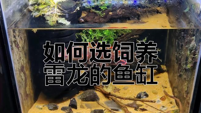 雷龍魚用什么魚缸最好 雷龍魚用什么魚缸最好 龍魚百科 第1張