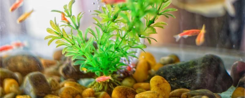 龍魚缸安裝排水地漏好嗎：魚缸安裝排水地漏的基本步驟