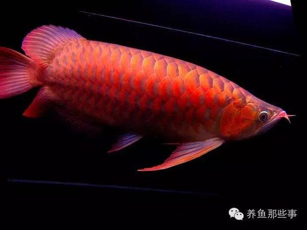 紅龍魚發色用什么燈照：紅龍魚發色用什么燈