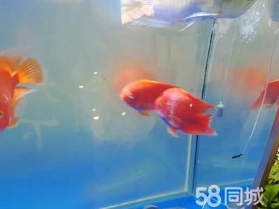 龍魚和招財貓的區別（龍魚與招財貓的區別）