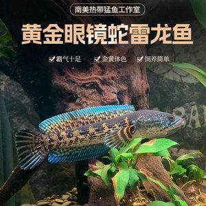 紅龍魚吃什么發色最好養呢視頻講解（紅龍魚吃什么發色最好養呢視頻講解一下）