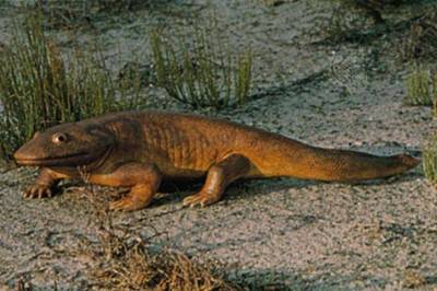 魚排長什么樣子？附高清圖片解析